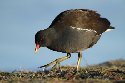 Common Moorhen