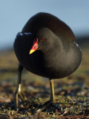Common Moorhen