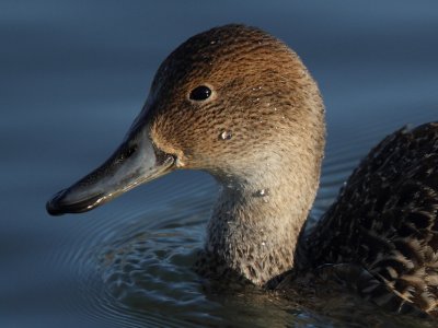 Northern Pintail, female