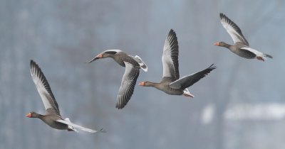 Greylag Goose