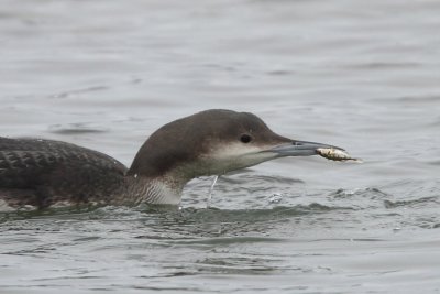 Black-throated Loon