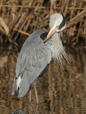 Grey Heron, grooming