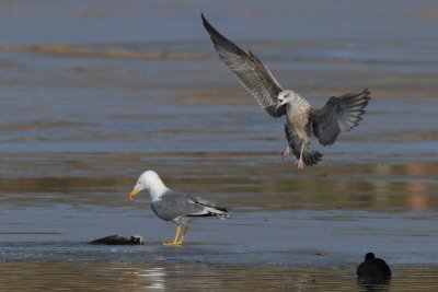 Yellow-legged gull