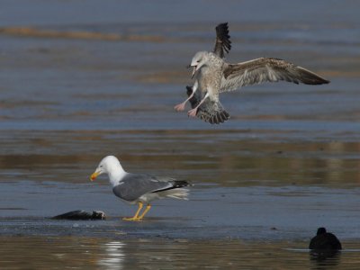 Yellow-legged gull