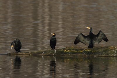 Cormorant