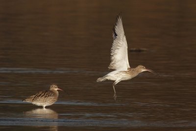 Eurasian curlew