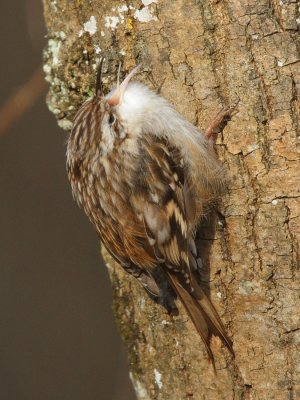 Short-toed Treecreeper