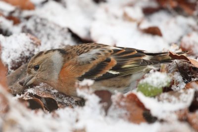 Brambling, female