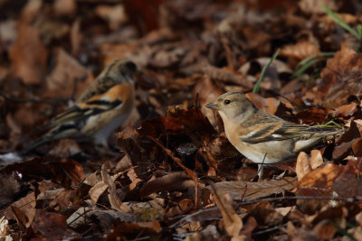 Brambling, female