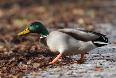 Mallard, male