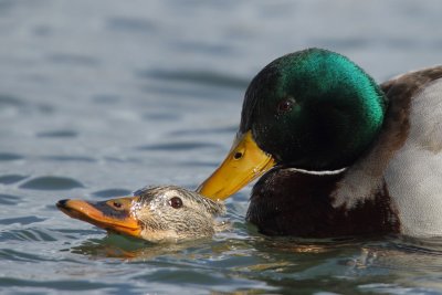 Mallard - Mating