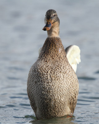 Mallard, female