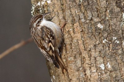 Short-toed Treecreeper