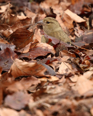 Common Chaffinch, female