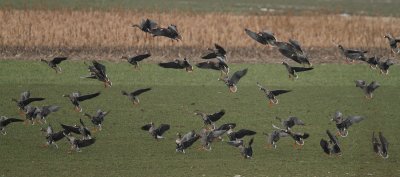 White-fronted Goose