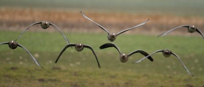 White-fronted Goose