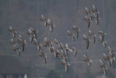 White-fronted Goose