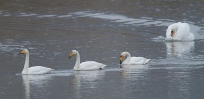 Whooper Swan