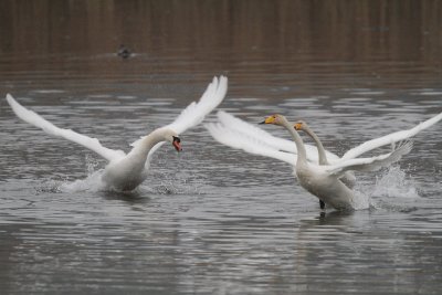 Whooper Swan