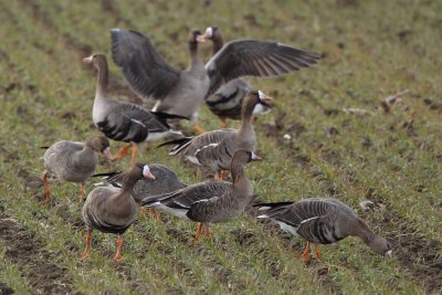 White-fronted Goose