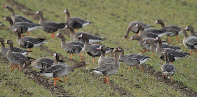 White-fronted Goose