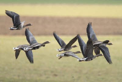 White-fronted Goose