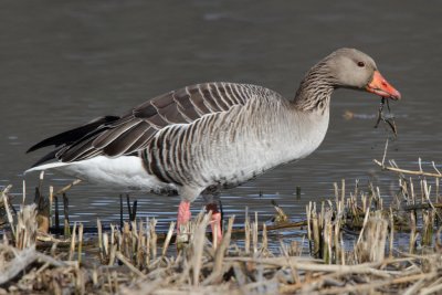 Greylag Goose