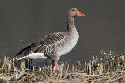 Greylag Goose