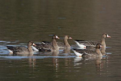 White-fronted Goose