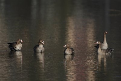 White-fronted Goose