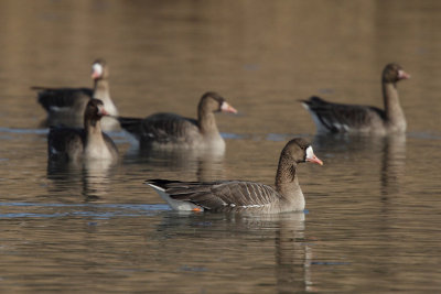 Greater White-fronted Goose - Group
