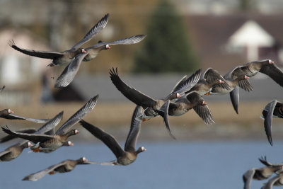 White-fronted Goose