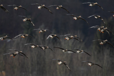 White-fronted Goose