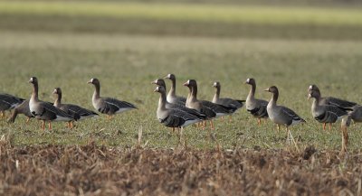 White-fronted Goose