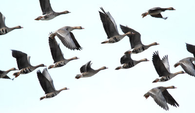 Greater White-fronted Goose - In Flight