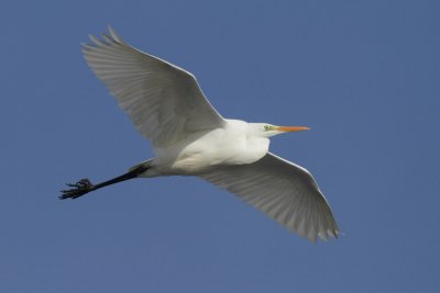 Great Egret
