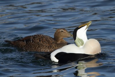 Eider Duck, mating display