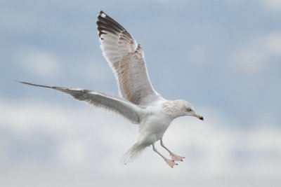 Herring Gull