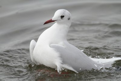 Black-headed gull