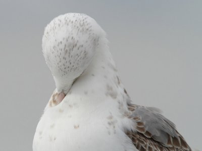 Mew gull, 2Y