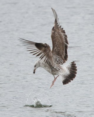 IMG_8251.JPG