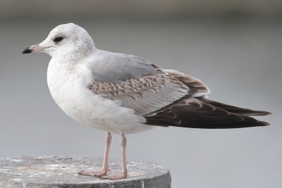 Mew gull, 2Y