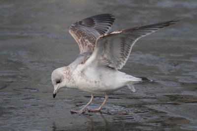 Mew gull, 2Y