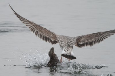 Eider Duck attacked by gull