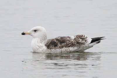 Great black-backed gull