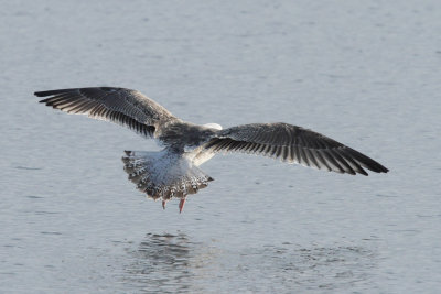 Great black-backed gull