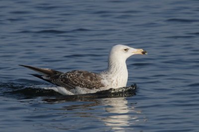 Great black-backed gull