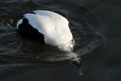 Eider Duck, male