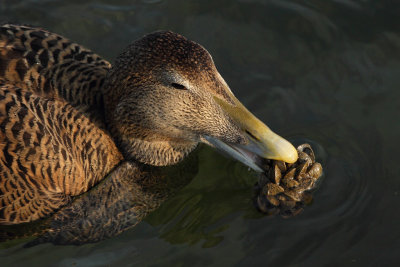 Eider Duck, female