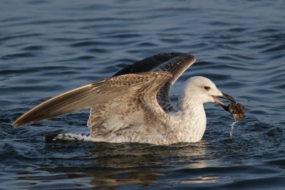 Yellow-legged gull